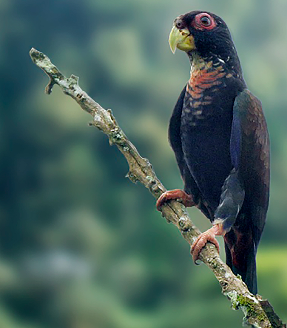 Birdwatching in Mindo