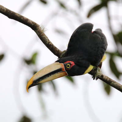 Mindo birdwatching tucan