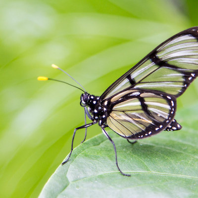 Mindo butterfly farms