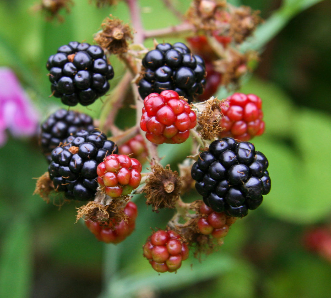Raw food diet wild berries